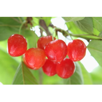 さくらんぼスペシャル2色Cセット(南陽・紅秀峰)48粒