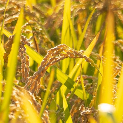 【発送月固定定期便】【10月以降発送】北海道芦別産農家直送ゆめぴりか 5kg全6回