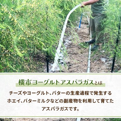 横市ヨーグルト栽培アスパラガス　500g 　2L