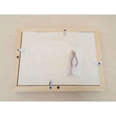 PLYWOOD laboratory　Paper-Wood フォトフレーム(S)(トリコ)