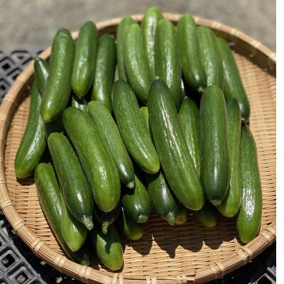 【北海道芦別市】おいしい野菜の会から朝採り新鮮『ミニきゅうり』たっぷり1kg