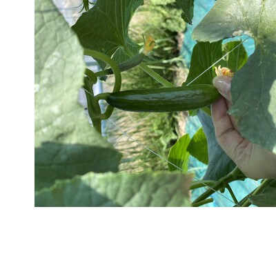 【北海道芦別市】おいしい野菜の会から朝採り新鮮『ミニきゅうり』たっぷり1kg