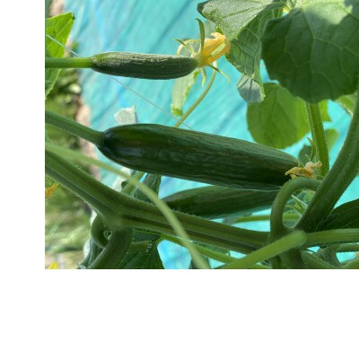 【北海道芦別市】おいしい野菜の会から朝採り新鮮『ミニきゅうり』たっぷり1kg