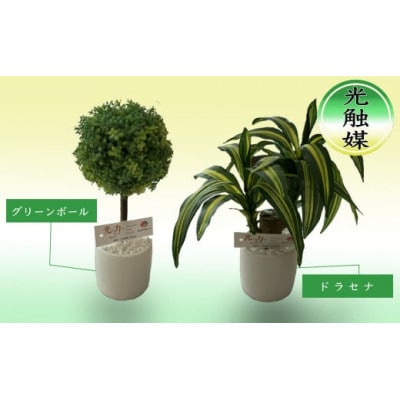 造花　ドラセナ&グリーンボール　セット　光触媒加工済み