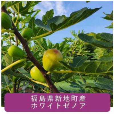いちじくセミドライフルーツ2袋セット