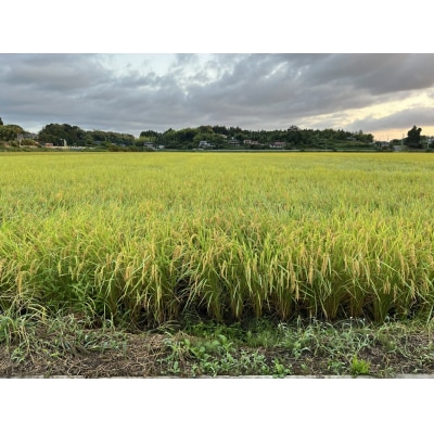 【令和7年産】米 5kg お米 こしひかり 福島 新地町産 白米