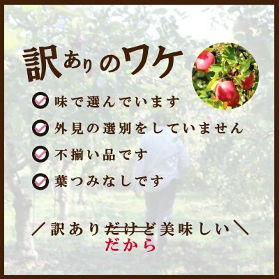 新地町産 りんご サンふじ 訳あり 約3kg 1箱
