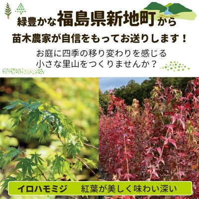 新地町産 苗木5種セット(サザンカ・イロハモミジ・ナンテン・イタヤカエデ・ツバキ)