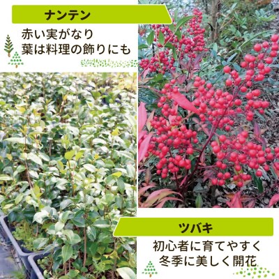 新地町産 苗木5種セット(サザンカ・イロハモミジ・ナンテン・イタヤカエデ・ツバキ)
