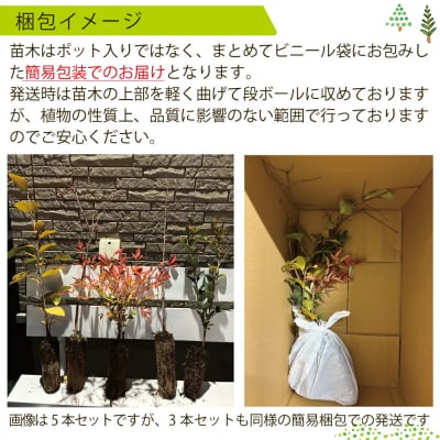 新地町産 苗木3種セット(シラカシ・コナラ・クヌギ)