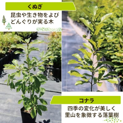 新地町産 苗木3種セット(シラカシ・コナラ・クヌギ)