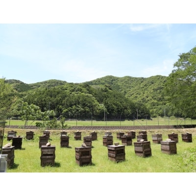 国産　百花はちみつ500g×2本セット　長谷川養蜂　三重県南伊勢町　伊勢志摩