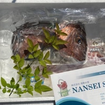 冷蔵 お炭付き鯛 養殖真鯛 活け締め 1匹1 5kg 1 7kg お礼品詳細 ふるさと納税なら さとふる
