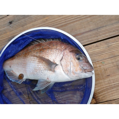釣り堀利用券とお魚3匹セット