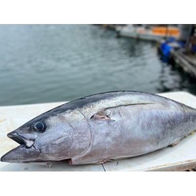 伊勢志摩産 天然キハダマグロ 約400g 刺身用 柵 とれたて新鮮な鮪を城水産が全国へお届け