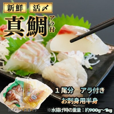 伊勢志摩産 1匹 真鯛 半身 アラ付き 900g～1kg 下処理済み 城水産の海鮮　朝どれシリーズ