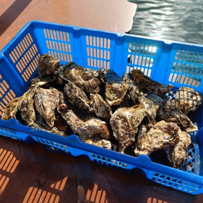 2027年1月発送 城水産の殻付き 生牡蠣　計3.5kg 伊勢志摩産 訳あり 無菌処理済み 加熱用