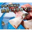 【毎月定期便】伊勢志摩産 ブリカマ 1kg BBQ、煮付、炭火焼がオススメ 真空冷凍 新鮮な鰤全2回