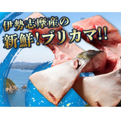 【毎月定期便】伊勢志摩産 ブリカマ 1kg BBQ、煮付、炭火焼がオススメ 真空冷凍 新鮮な鰤全3回