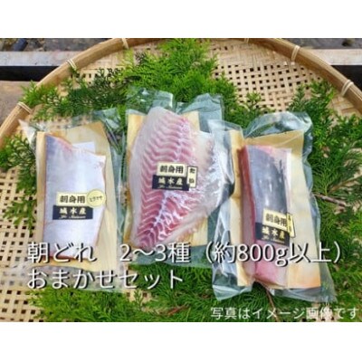 【毎月定期便】伊勢志摩産 朝どれ新鮮 2～3種 約800g お刺身 おまかせセット 真空チルド全3回