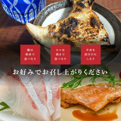 【発送月固定定期便】2・4月 訳あり 伊勢志摩産 海鮮 お宝ボックス 約1.2kg おまかせ全2回