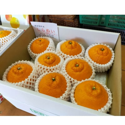 伊勢志摩産 不知火(しらぬい)8個 化粧箱 ないぜしぜん村 みかんの町南伊勢町　甘く濃厚なフルーツ