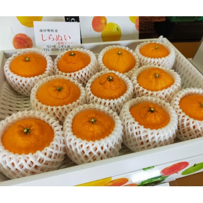 伊勢志摩産 不知火(しらぬい)11個 化粧箱 ないぜしぜん村 みかんの町南伊勢町　甘く濃厚なフルーツ