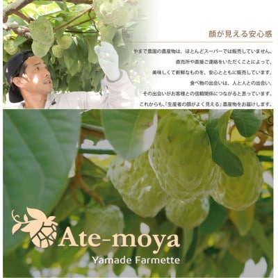 伊勢志摩産 アテモヤ 中玉 3～4個入 約1.2kg 令和8年12月発送 南伊勢ブランド認定フルーツ