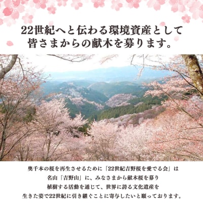 桜苗木(シロヤマザクラ)1本(吉野山への桜植樹)
