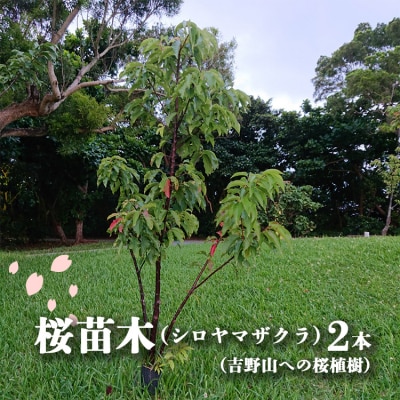 桜苗木(シロヤマザクラ)2本(吉野山への桜植樹)