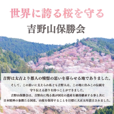 吉野山の桜の苗木1本(2～3年生)