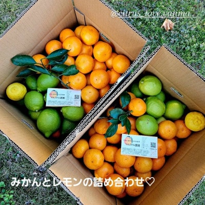 温州みかんとレモンのセット5kg甘味と酸味のバランスが良く味と香りが濃厚なのが特徴です【先行受付】