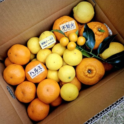 みかん色々!人気の不知火入り 季節の柑橘詰め合わせ5kg 4種類が楽しめるBoxです【先行受付】