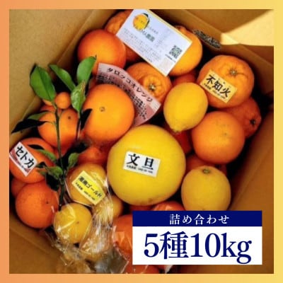 みかん色々♪季節の柑橘詰合せ10kgいろんな種類が一箱に詰まった楽しいみかんBox【先行受付】