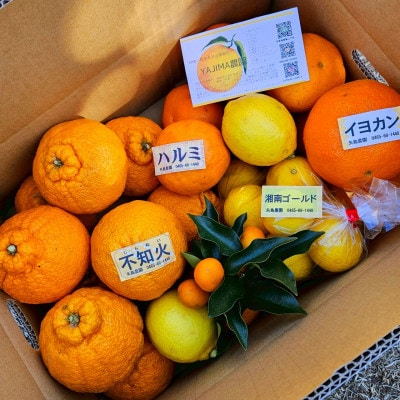 みかん色々♪季節の柑橘詰合せ10kgいろんな種類が一箱に詰まった楽しいみかんBox【先行受付】