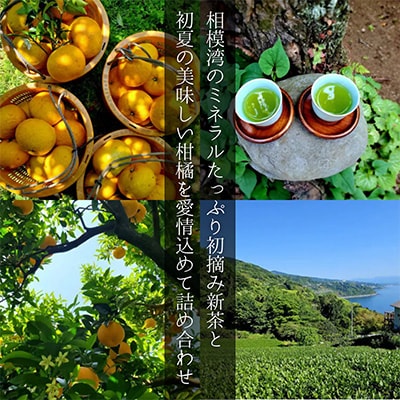 新茶とみかん季節の柑橘詰め合わせ5種5kg一箱でいろんな味が楽しめる農家直送みかんBox【先行受付】