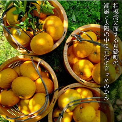 柑橘農家の自家製マーマレード3種セット 矢島農園の手作りジャム【先行予約】