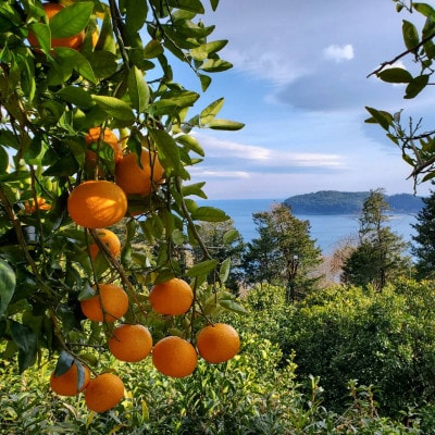 初搾り★手剥きRich蜜柑ジュース 720ml×2本～真鶴町から未来へつなぐ、三代目の挑戦～