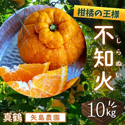 柑橘の王様★不知火10kg入り　濃厚ジューシー、甘味たっぷり!　酸味も程よく香り高く、実はプリプリ!