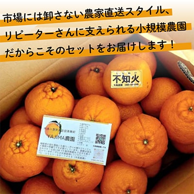 柑橘の王様★不知火10kg入り　濃厚ジューシー、甘味たっぷり!　酸味も程よく香り高く、実はプリプリ!