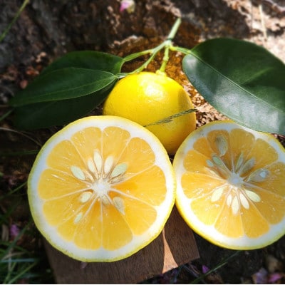 【母の日ギフト】相模湾を望む柑橘農家の手作り　香り好評マーマレード3種セット