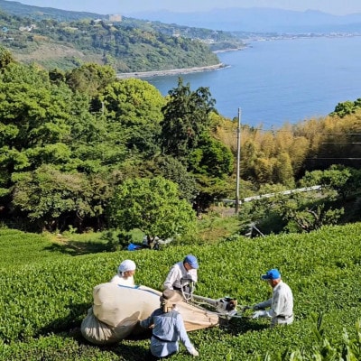 相模湾を望む畑より柑橘農家の身体に優しいマーマレード3種セット&初摘み新茶2袋をお届け!