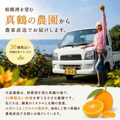 【矢島みかん農園】みかん農園手作りマーマレード3種[140ml×各1]3種セット|神奈川県真鶴町直送