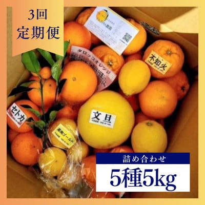 【発送月固定定期便】1～3月の季節の柑橘詰め合わせ5kg(3回定期便)毎月違う楽しい柑橘Box全3回