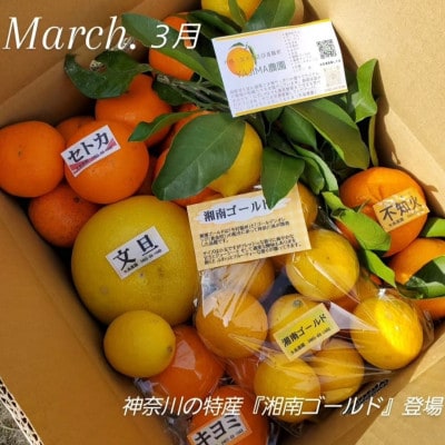 【発送月固定定期便】1～3月季節の柑橘詰め合わせ10kg(3回定期便)毎月違う楽しい柑橘Box全3回