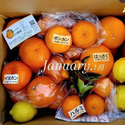 【発送月固定定期便】1～3月の季節の柑橘詰め合わせ5kg(3回定期便)毎月違う楽しい柑橘BOX全3回