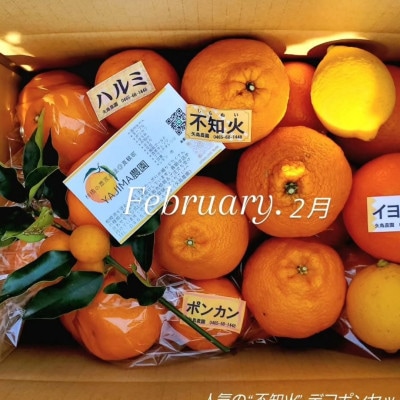 【発送月固定定期便】1～3月の季節の柑橘詰め合わせ5kg(3回定期便)毎月違う楽しい柑橘BOX全3回