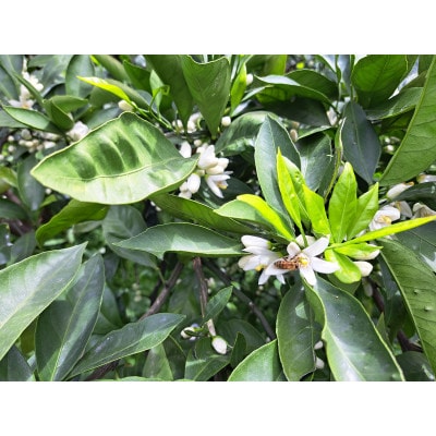 松本農園産　みかん蜂蜜　185g