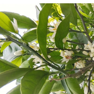 松本農園産　みかん蜂蜜　180g