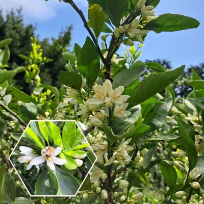 松本農園産　みかん蜂蜜　180g
